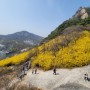 서울 최고의 개나리군락, 벚꽃나무 볼수있는 곳