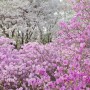 부천 원미산 진달래꽃축제 다채로운 색이 예뻐 (ft. 진달래동산 주차)