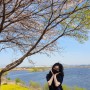 [꽃놀이] 전남 나주 꽃구경 명소｜영산포 유채꽃밭 영산강변 벚꽃 드라이브, 한남식당, 알천소곱창