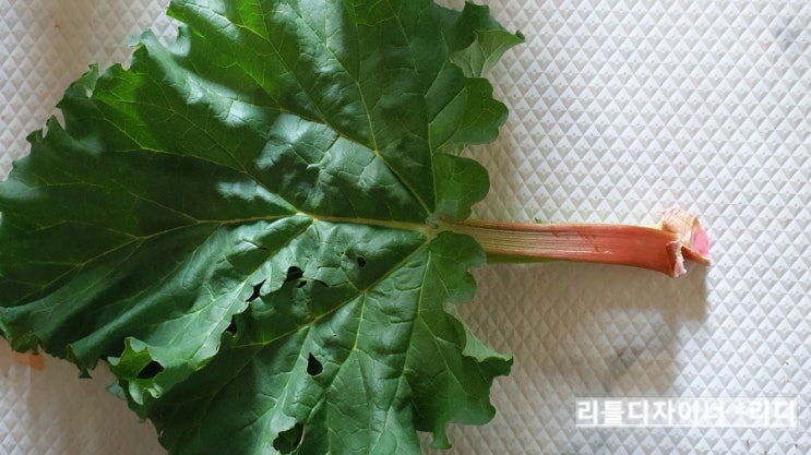 루바브 익혔더니 오묘한 맛이 : 네이버 블로그