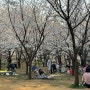 일산/서울 근교 벚꽃 명소 고양시 성라공원 주차, 위치 정보 철길과 함께 즐길 수 있는 벚꽃
