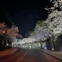 <제천 청풍> 야간 벚꽃