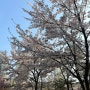 [4월 첫 주말 일기] 벚꽃놀이 | 석촌호수 | 서울숲 | 벚꽃명소 뿌시기