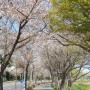 [영산강변로] 전남 나주 벚꽃 드라이브｜벚꽃 터널, 벚꽃명소
