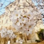 봄비 오기전 벚꽃 구경