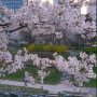💮 봄바람 휘날리며 - 벚꽃 모음 zip (천안아산 벚꽃구경)