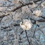 4월 2일 용인 -> 서울 암사 벚꽃 드라이브