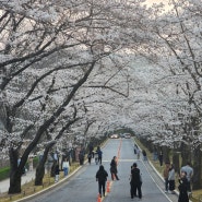 경기도 숨겨진 벚꽃명소 용인 가실벚꽃길