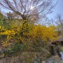 [남산] 벚꽃