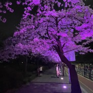 야간 여의도 벚꽃축제 2023여의도 봄꽃축제 주차