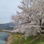 [1년 전 오늘] 화순 동구리 호수 공원 (화순 벚꽃 명소)철쭉도 기대가 되는곳
