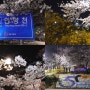 경기도 안양 벚꽃 명소 안양천 충훈부 벚꽃거리 야간에 다녀왔지롱 ★ + 위치
