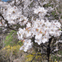 북한산 봄꽃산행