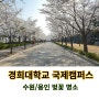 경희대학교 국제캠퍼스 경기 용인 수원 서울 근교 벚꽃명소 봄나들이