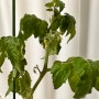 다이소 방울토마토 재배일기 #5 🌱 초록별에 간 방토 | 첫 열매를 맺다
