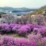 ♥ 원미산의 봄(4월) 소식 - 진달래꽃, 벚꽃 잔치