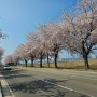 [양양여행] 양양 드라이브코스 남대천 벚꽃길