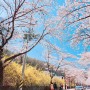대전 근교 드라이브, 동학사 벚꽃 나들이