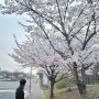 한양대 에리카 캠퍼스의 봄 벚꽃만개