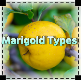Quince Tree Breeds : 네이버 블로그