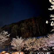 [봄캠핑/벽계야영장] 별밤, 그리고 벚꽃