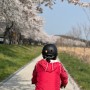 만경강자전거길 벚꽃이 만개했습니다.(23년4월1일 상황)