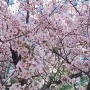 [일상기록] 3월 마지막 주의 일상 (feat. 저녁일상, 벚꽃엔딩, 딸래미 새벽공부 인증!!)
