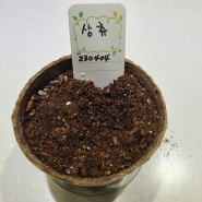 팜팜농장 상추 모종 키우기