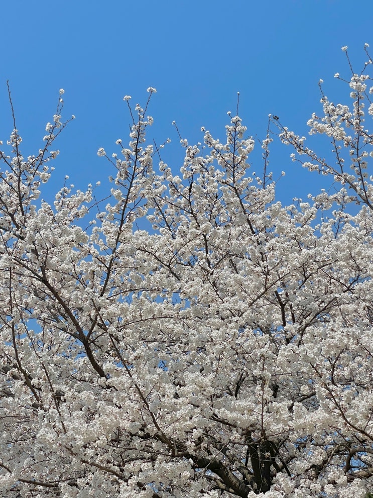 춘천 벚꽃, 봄스테이, 명동우미닭갈비
