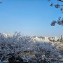 인천 서구 벚꽃 나들이 다녀왔어요 주차 편한 신석체육공원
