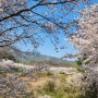 걷기 좋은 길 대구 경북 영천 드라이브 코스 영천댐 벚꽃 명소 벚꽃백리길을 걸으며 벚꽃엔딩을 장식하다