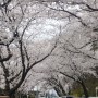 군산 벚꽃명소 은파호수공원 벚꽃엔딩