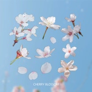[굿노트 스티커 공유] 봄 벚꽃