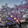 렛츠런파크 서울 야간벚꽃축제(동영상첨부)