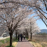 전주여행 : 전주 벚꽃놀이 완산칠봉꽃동산 / 자매갈비전골 / 전주한옥마을 / 전일갑오 / 진미집 본점 / 육일식당 / 삼천빌리지