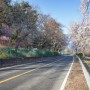 팔당호 벚꽃길(팔당물안개공원, 경안습지생태공원, 귀여리, 검천리, 수청리)