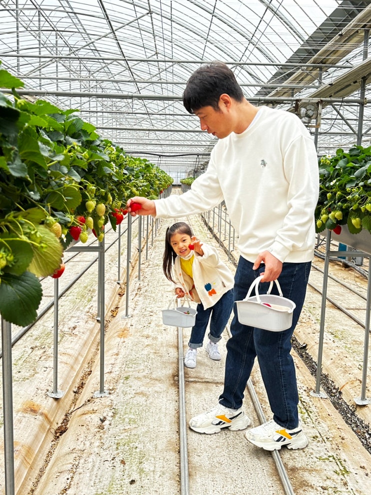 23. 03. 12 / 창원 딸기체험 내가키워팜 - 아이랑 갈만한 곳