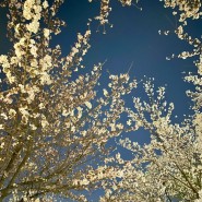 [23년 3월 일상] 봄 맞이 벚꽃 명소 추천, 벚꽃엔딩