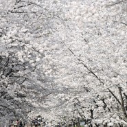 인천대공원의 벚꽃