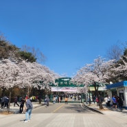 [인천 벚꽃 명소] 아이와 인천대공원에서 벚꽃 보고 맛있는 음식 먹기
