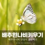 배추흰나비 애벌레 키우기 초등3학년 과학 (feat.초롱이를 위한 진혼곡)