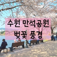 수원 만석공원 벚꽃 풍경 + 주차정보