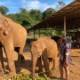 [태국/치앙마이] 엘리펀트 정글 생츄어리 캠프에서 코끼리와 교감하기🫳🏼🐘
