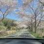 [순천]벚꽃길 드라이브코스 명소 ( 낙안읍성가는길)