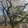 도쿄 벚꽃 명소 신주쿠교엔 만개 후기 (예약, 입장료)