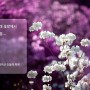 부천 원미산 진달래 꽃밭에서 한나절