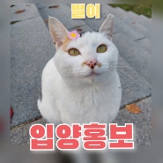 [고양이 입양 홍보] 사지말고 입양하세요