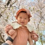 동인천 자유공원 벚꽃, 쏘이랑 첫 벚꽃 나들이