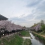 나만 알고 싶은 인천 벚꽃명소