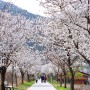 전주 벚꽃길 명소-전주 시나브로길(바람쐬는 길) 벚꽃 자전거 라이딩